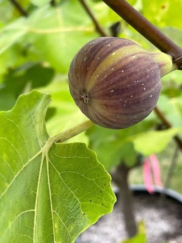 Eating figs will keep your skin completely healthy.